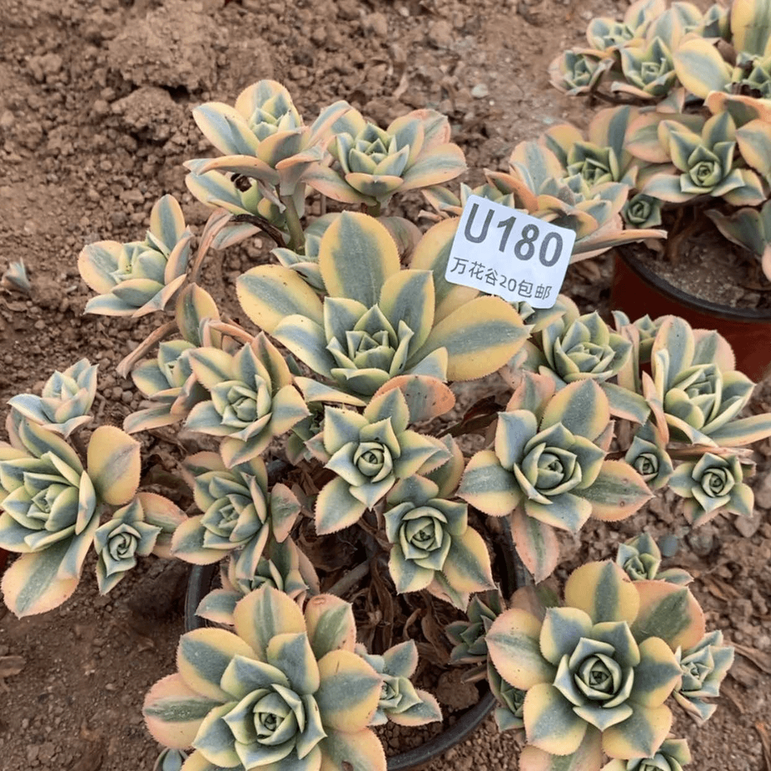 【闪购商品】180星爆