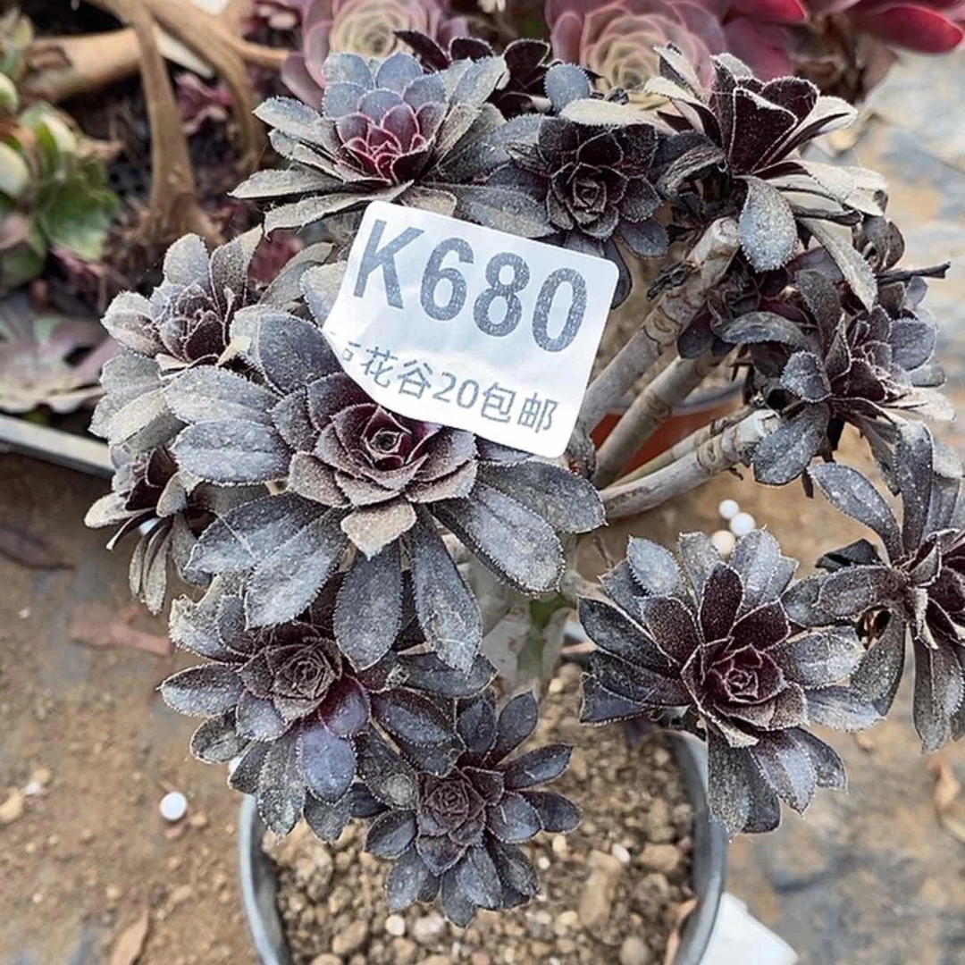 【闪购商品】680墨法砍过