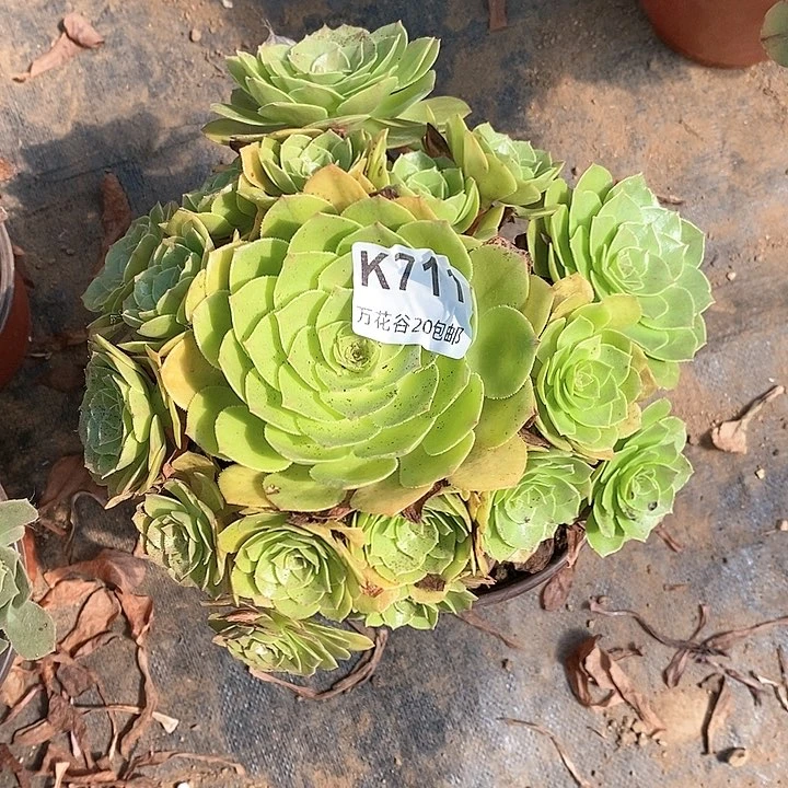 711金太阳多肉植物
