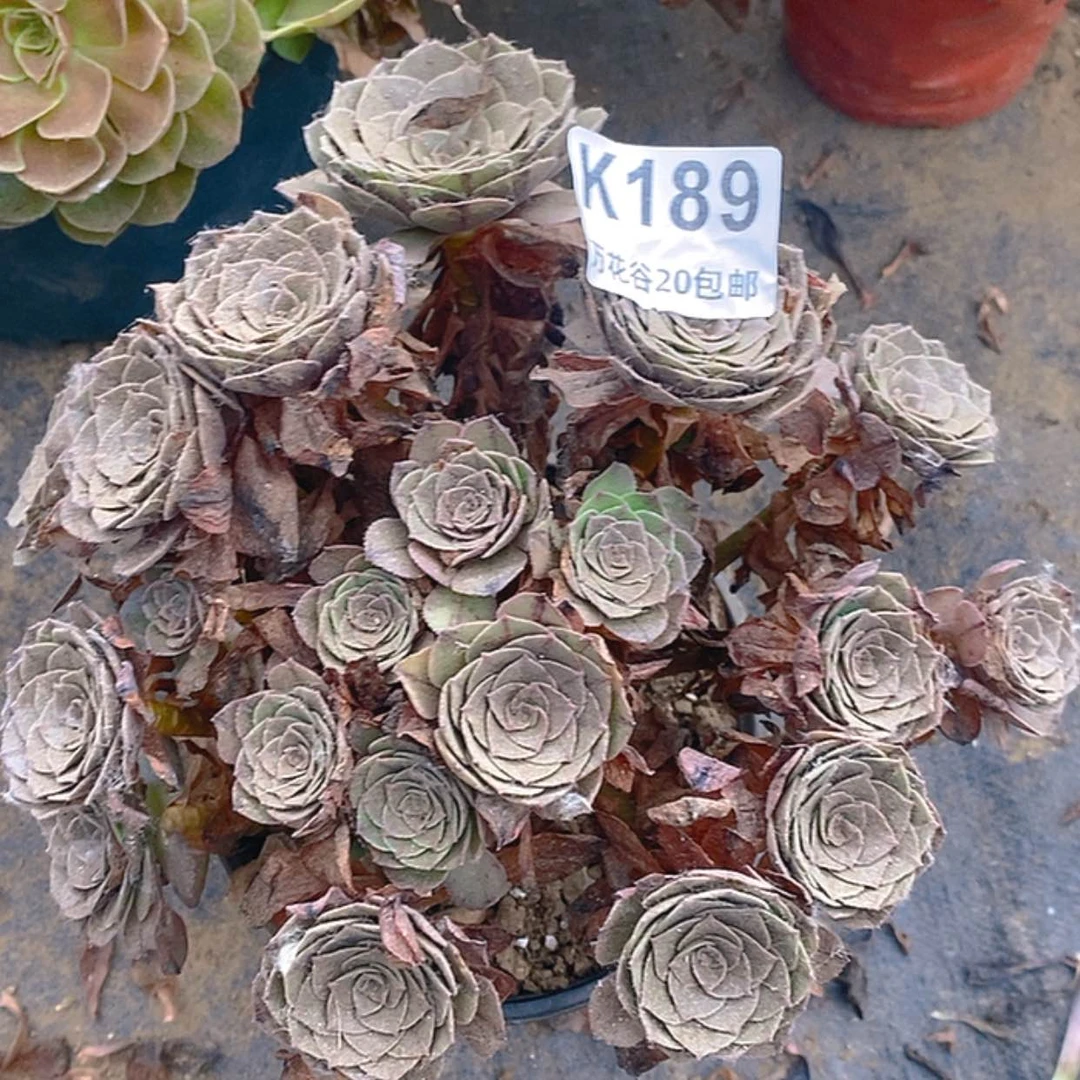 【闪购商品】189万拉丝