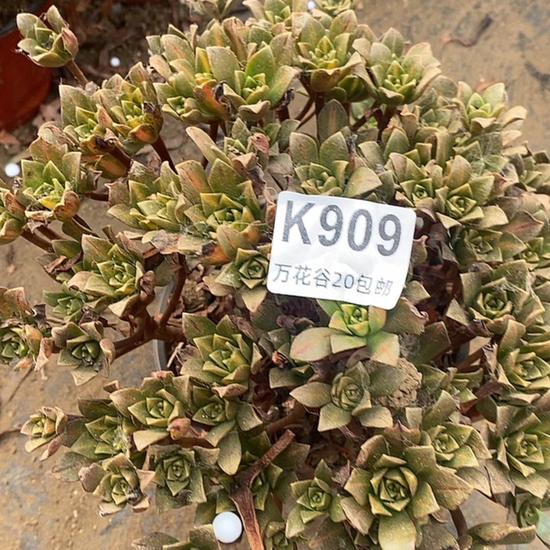 【闪购商品】909花茶