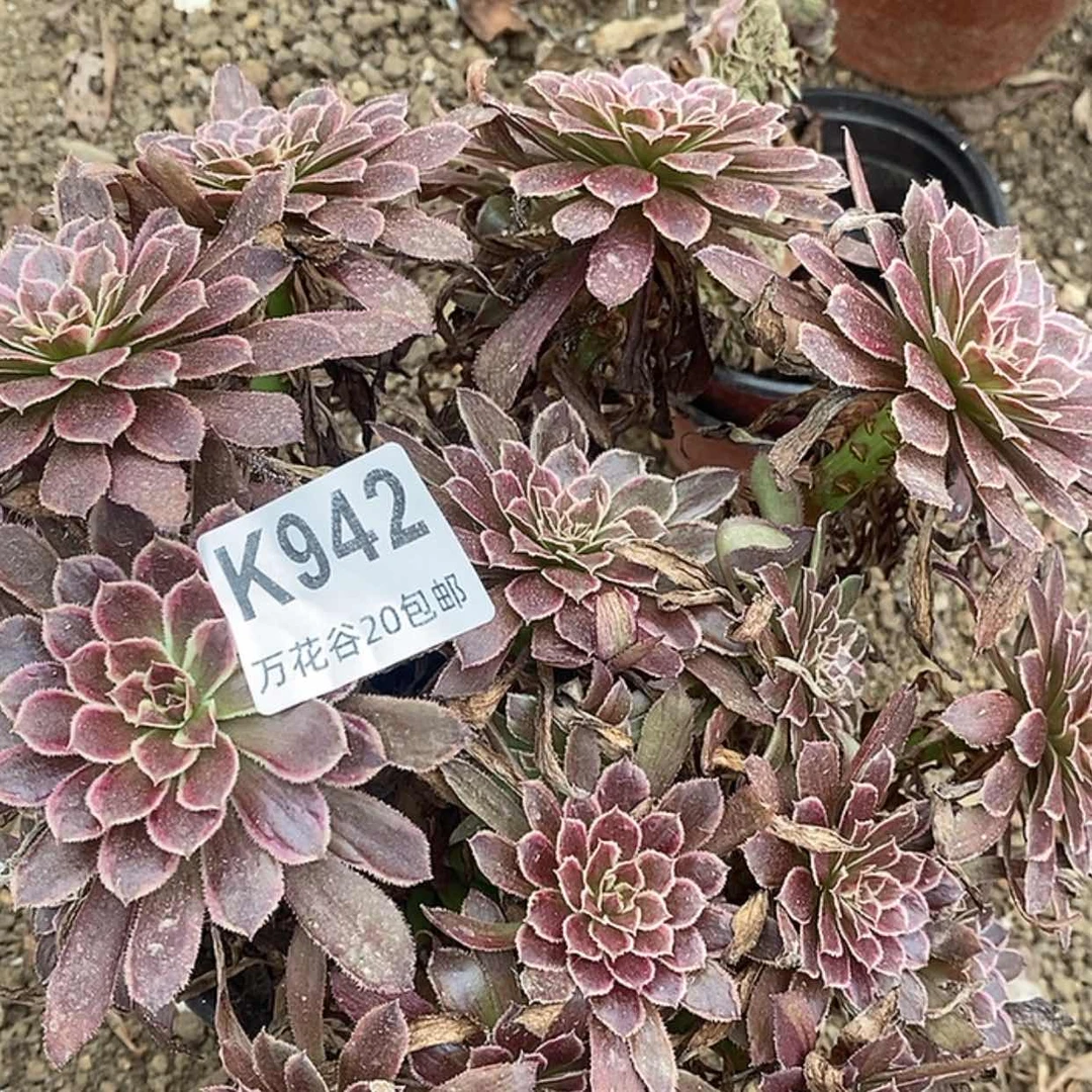 【闪购商品】 942铜菊