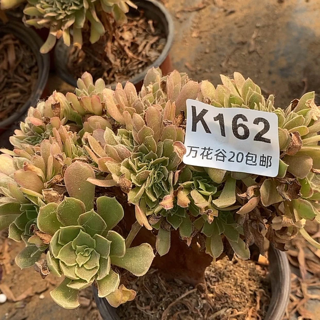 【闪购商品】162娜伽女王缀