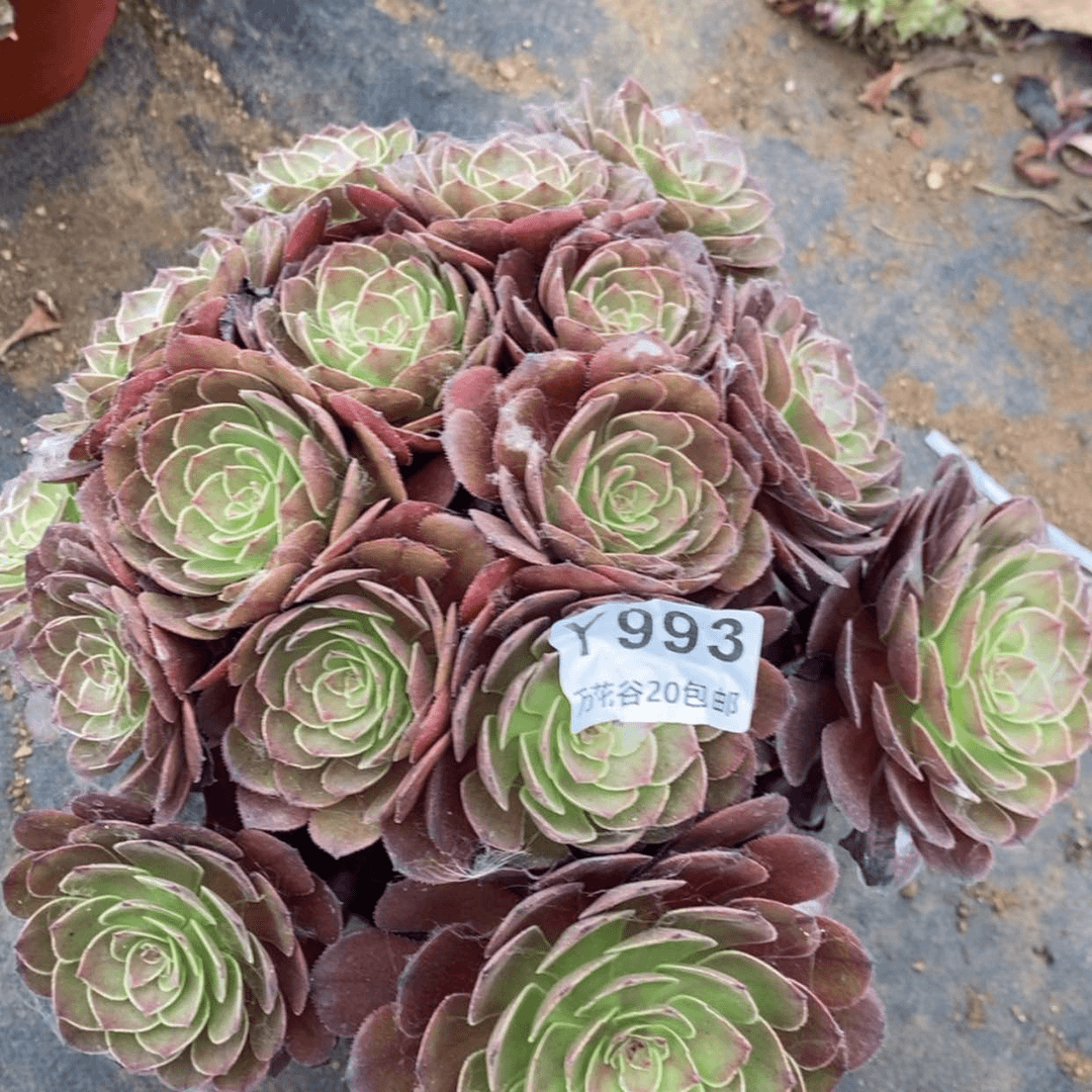 【闪购商品】993桃花石