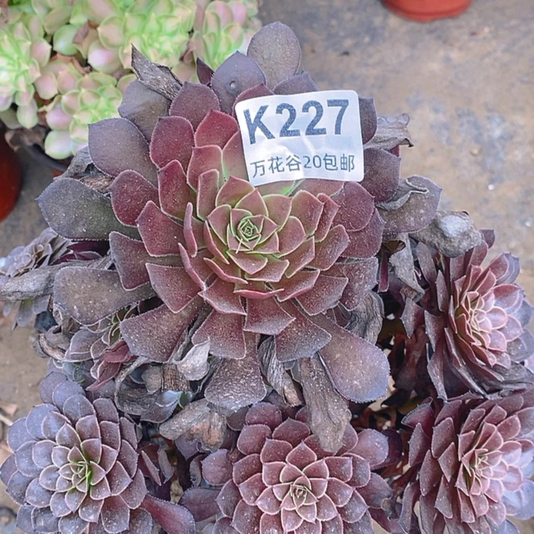 【闪购商品】227黑铜