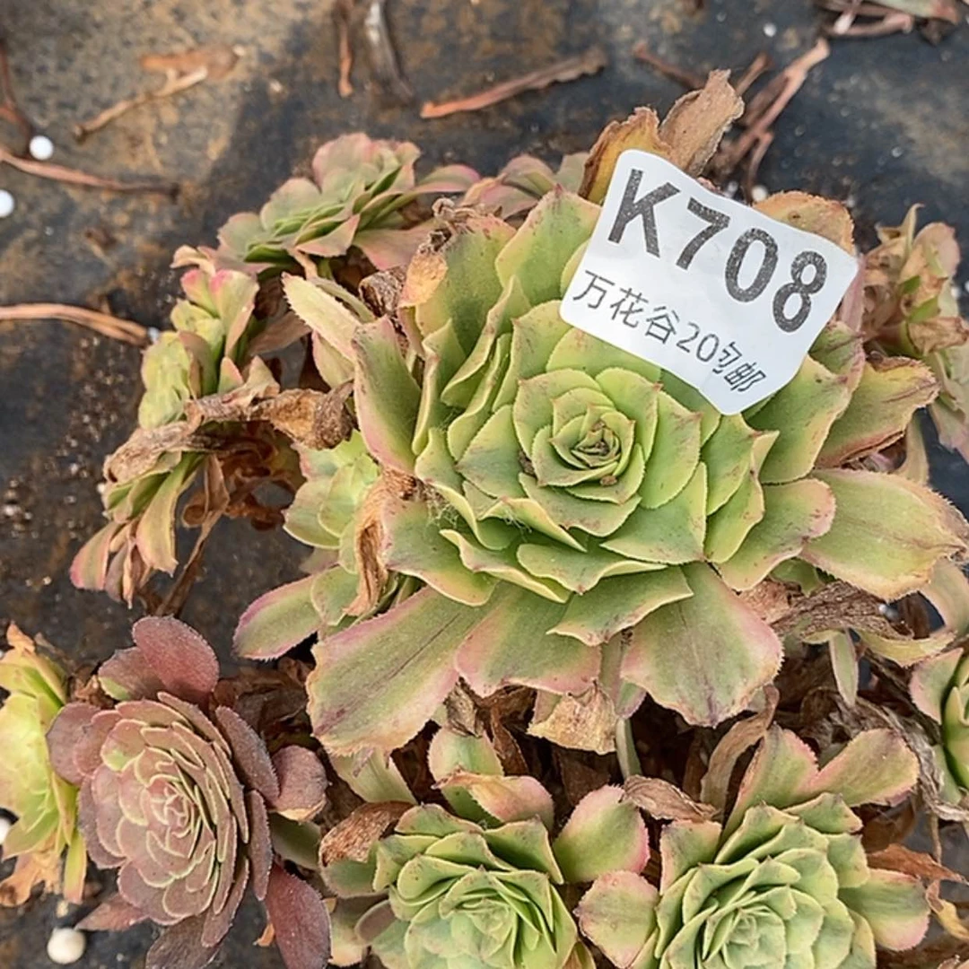 【闪购商品】708沙皇