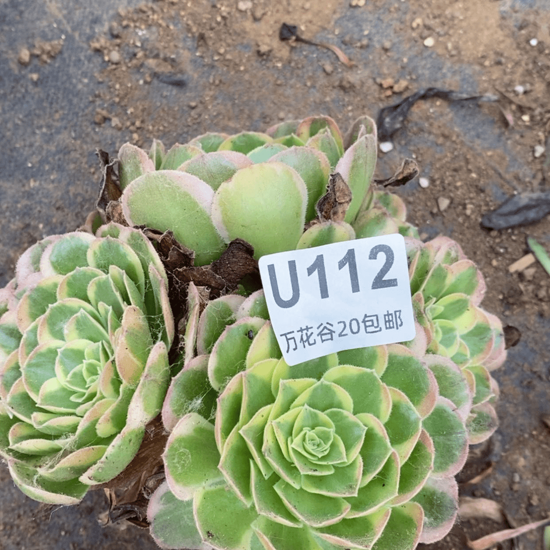 【闪购商品】112奶白多肉