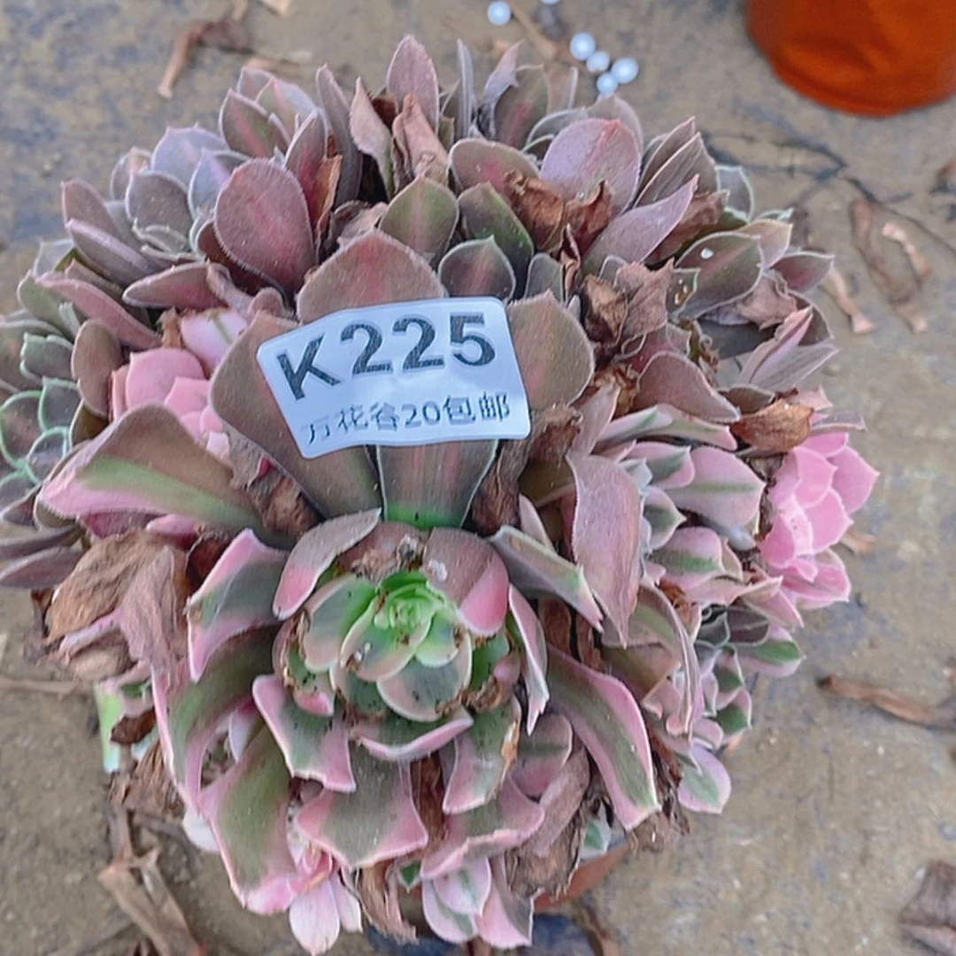 【闪购商品】225女巫阴阳