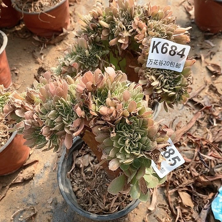 小*惹684-685娜伽女王缀俩