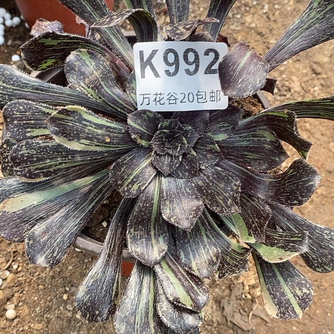 【闪购商品】992墨法拉丝花脸
