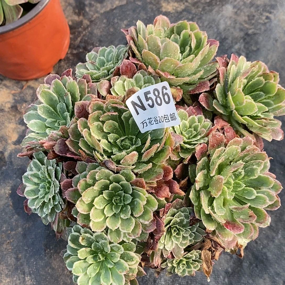 586金丝楠木绣球多肉植物