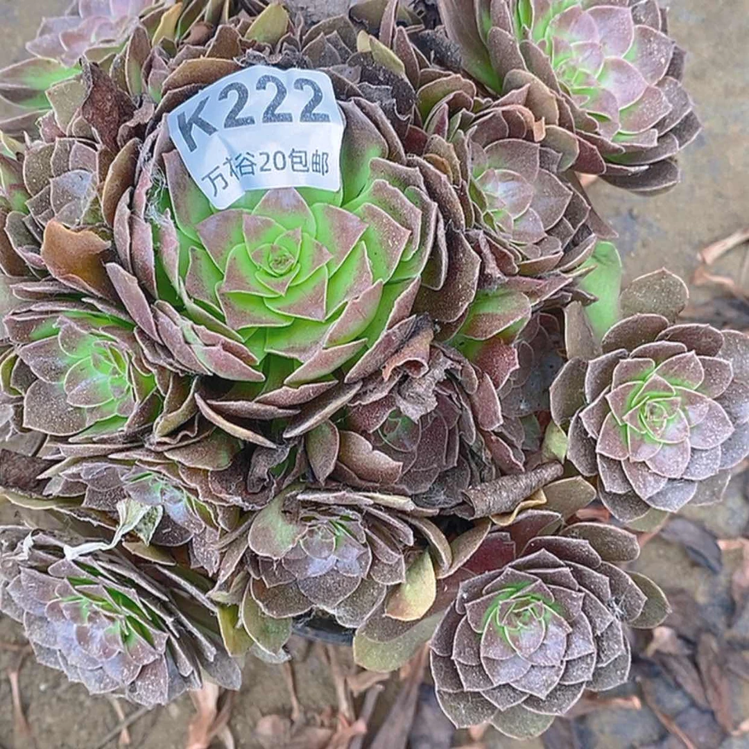 【闪购商品】222赤焰莲