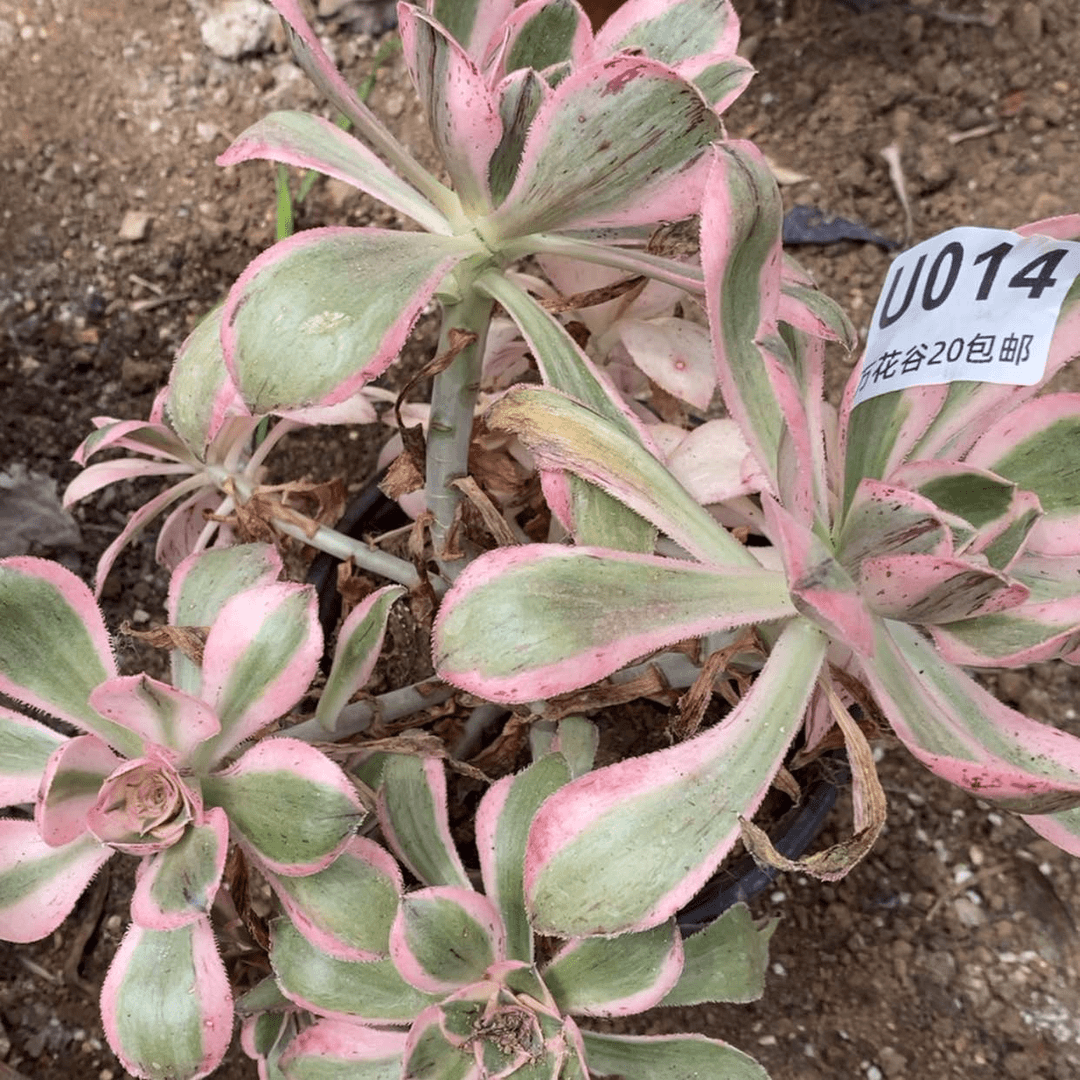 【闪购商品】 014燕姿锦砍过多肉