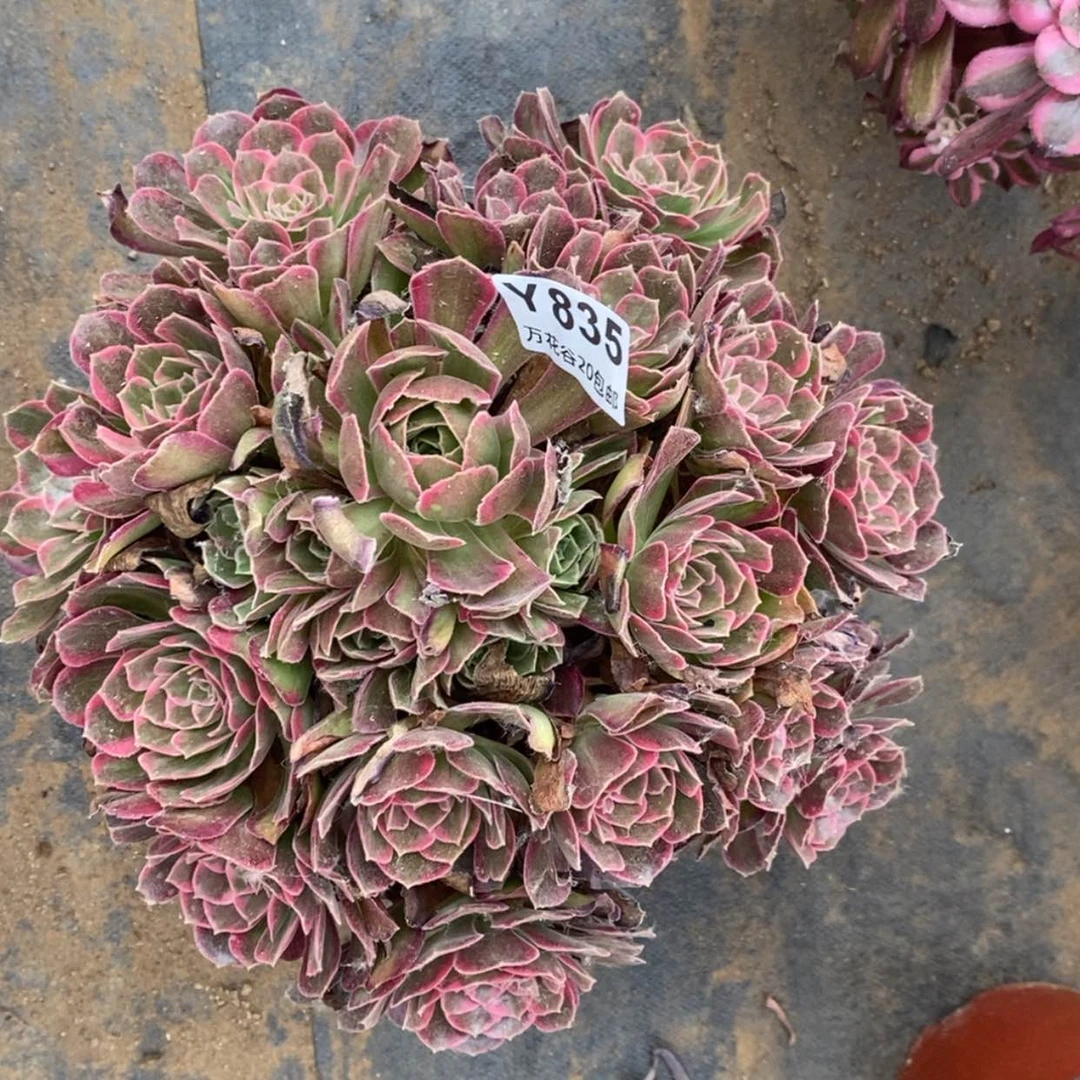 【闪购商品】835安娜