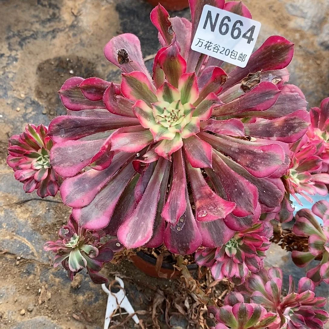 664红铜白多肉植物