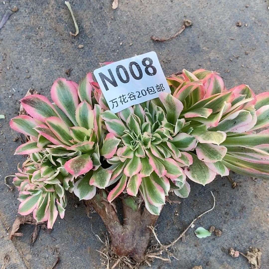 008女巫缀多肉植物