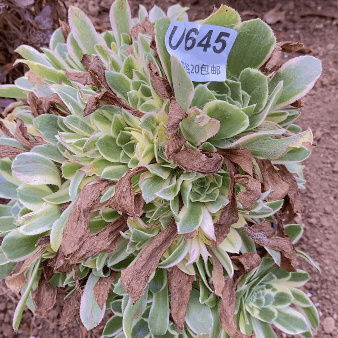 【闪购商品】645艳柠偏崽