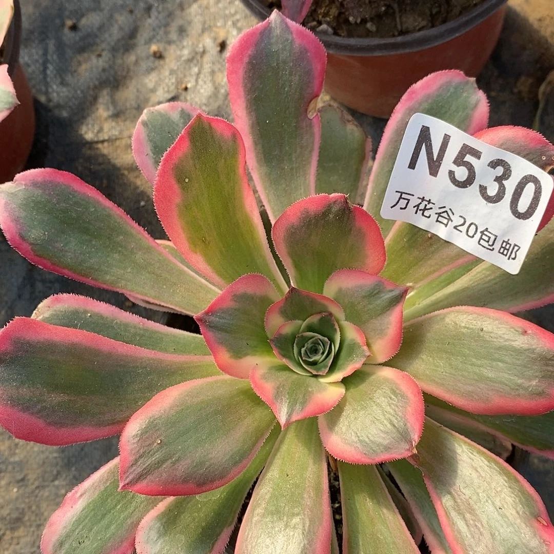 530新品多肉植物