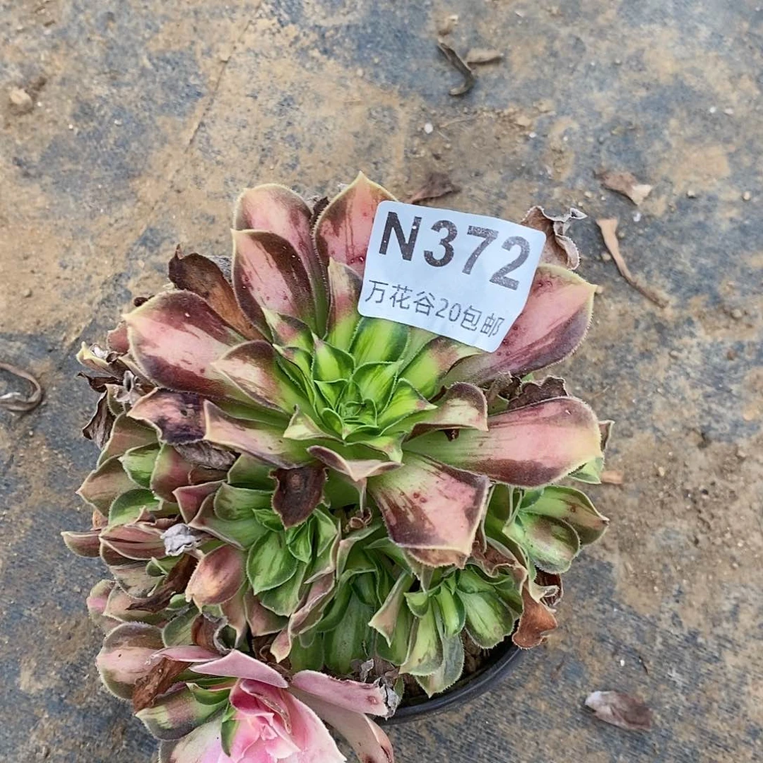 372韶华多肉植物