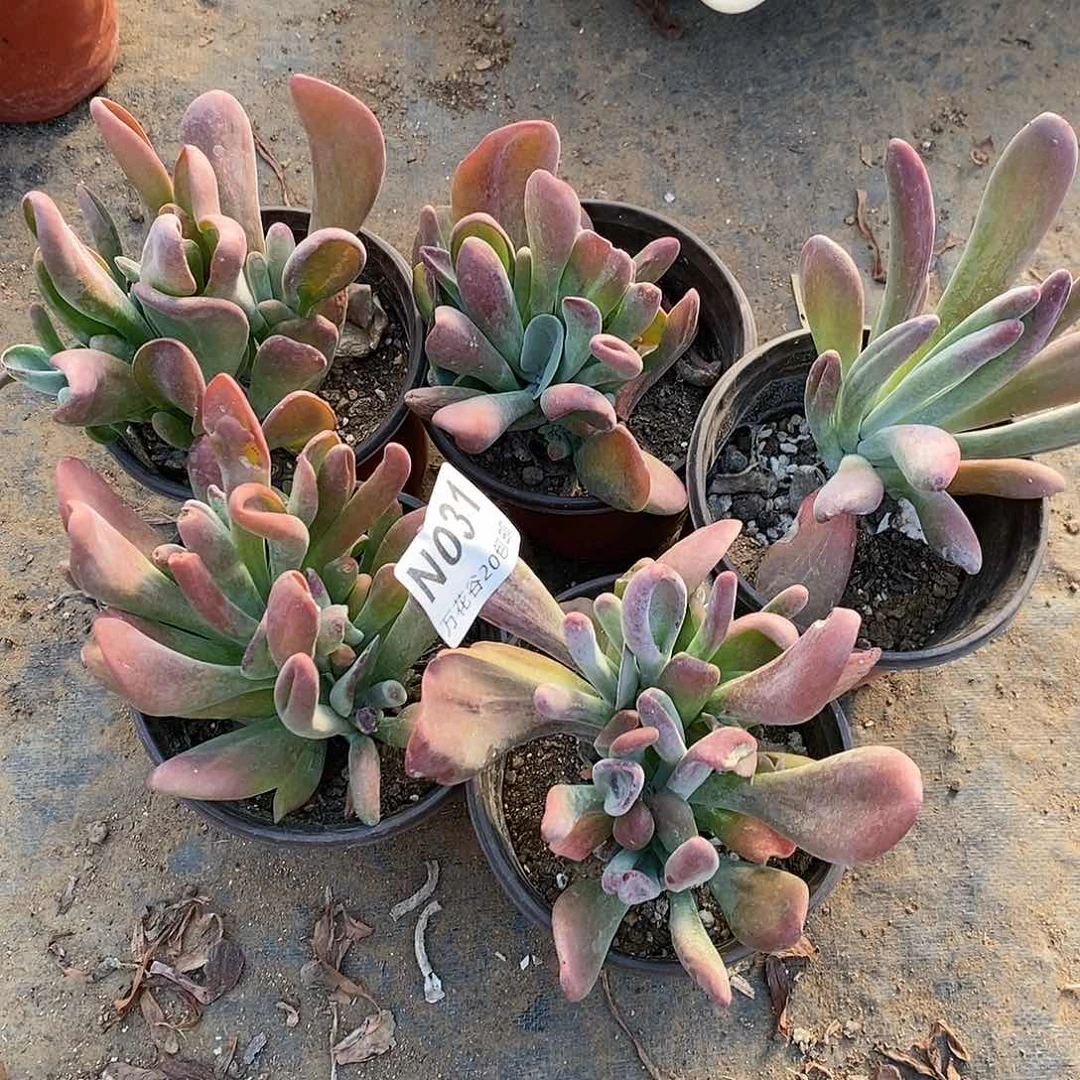 百****场031火狐狸五颗多肉植物