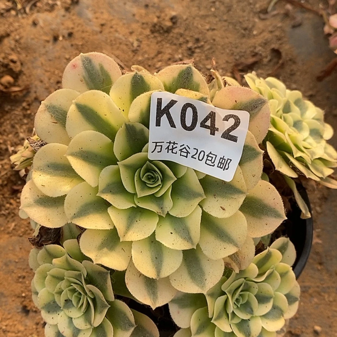 【闪购商品】042绿豆沙