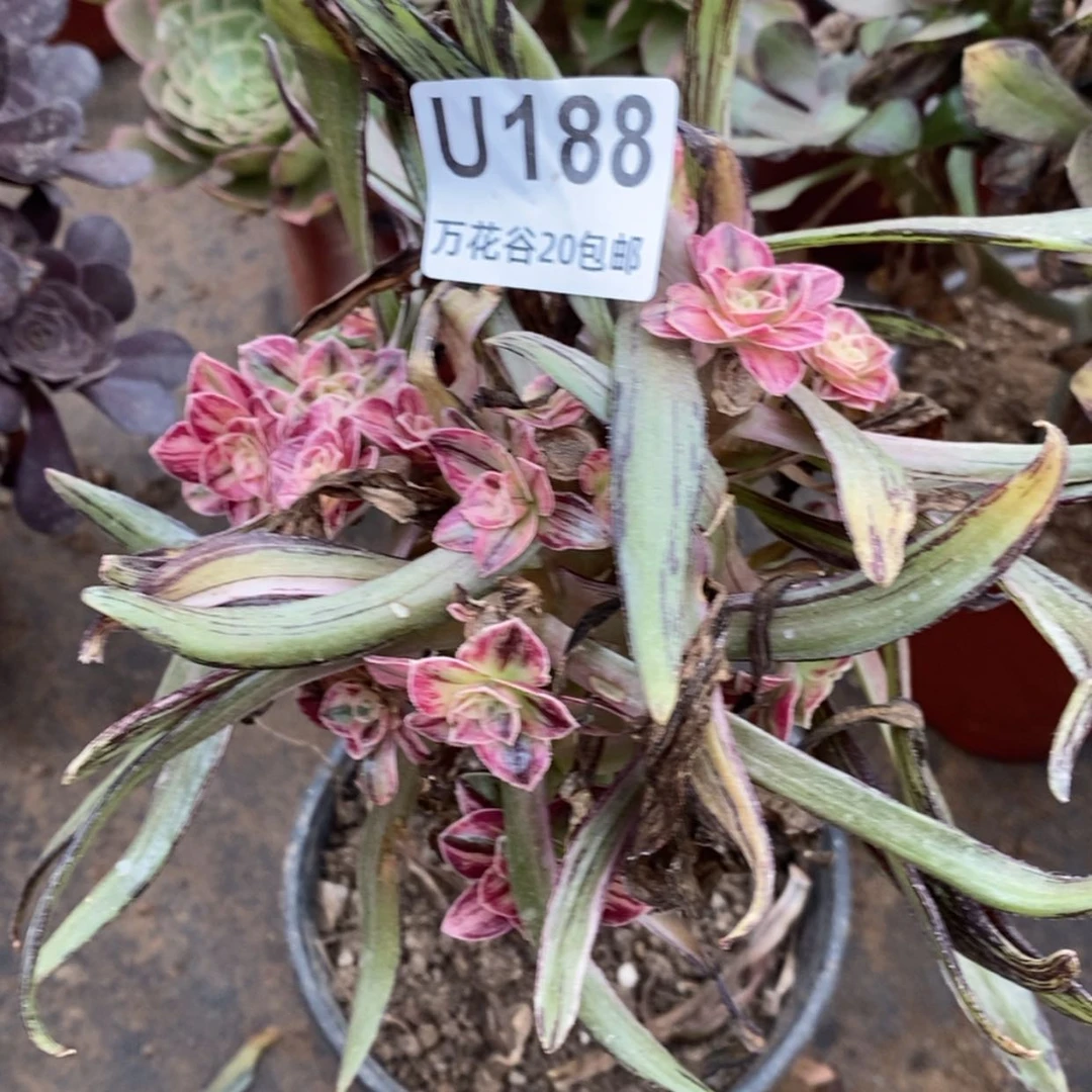 【闪购商品】188微锦锦砍过