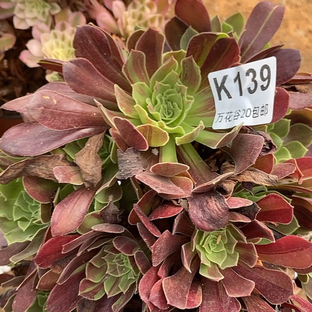 【闪购商品】小**绪139欧若拉多肉