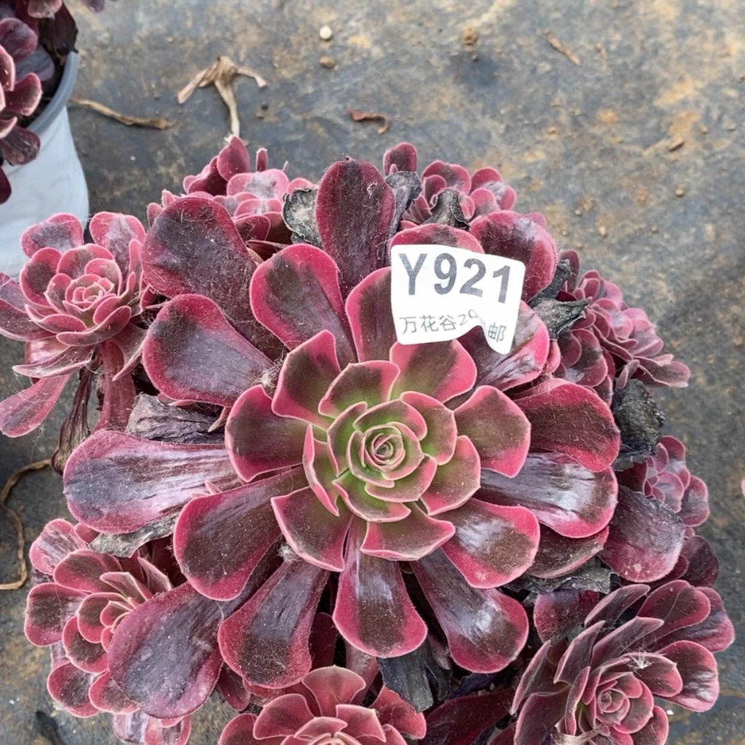 【闪购商品】921爱神多肉