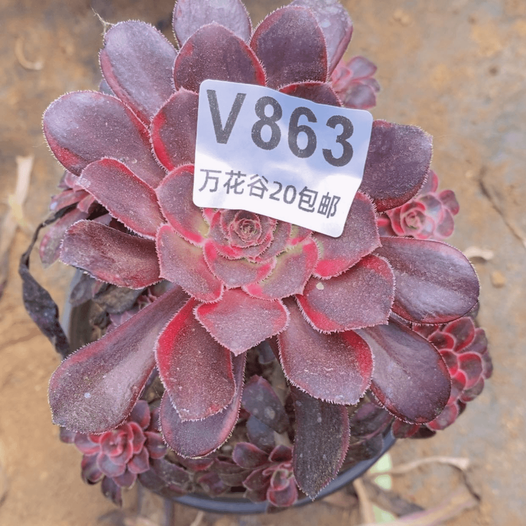 【闪购商品】863丽娜