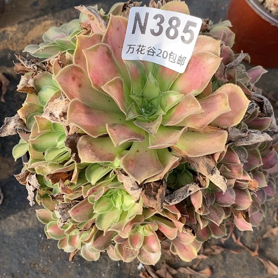 385韶华多肉植物