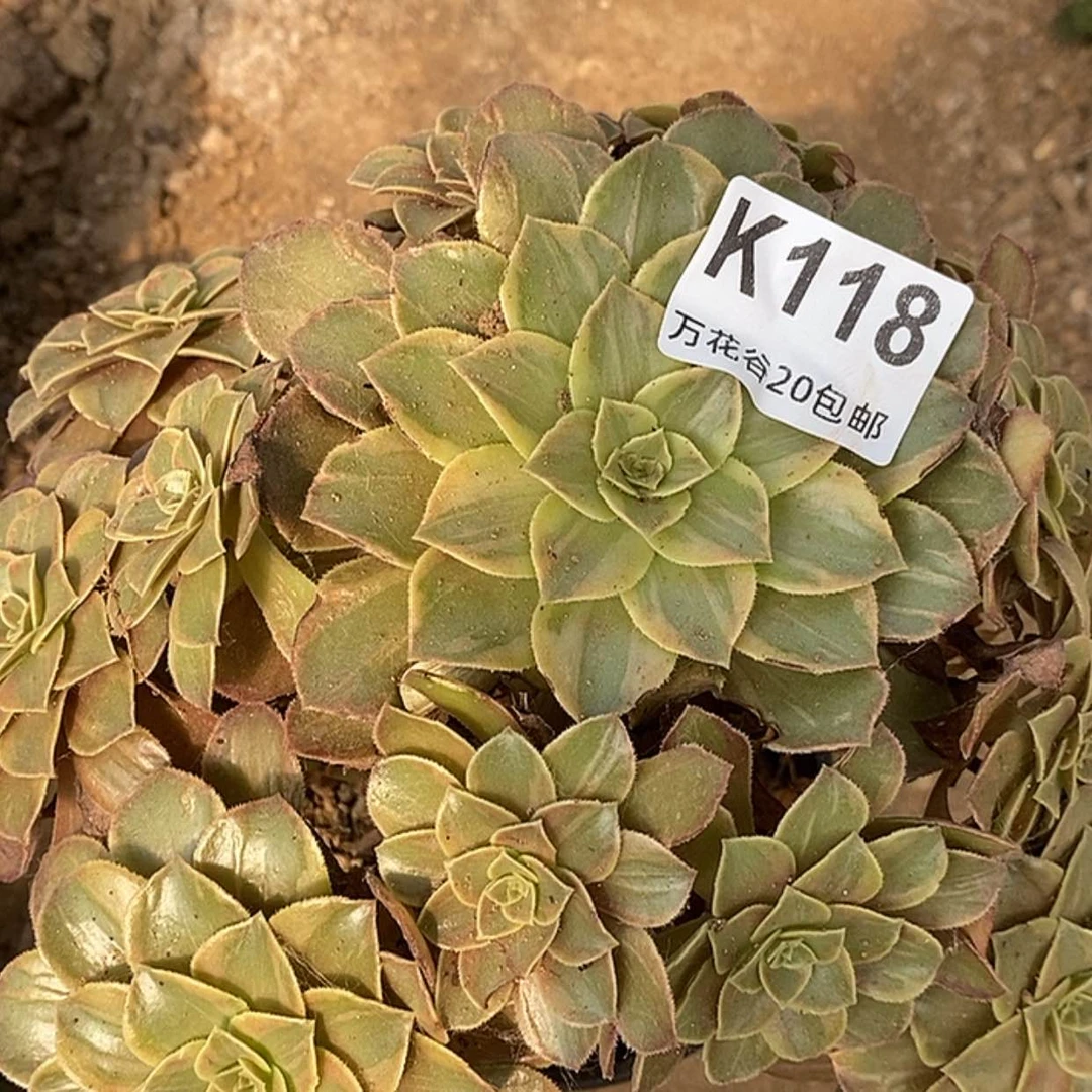 【闪购商品】118狂欢节