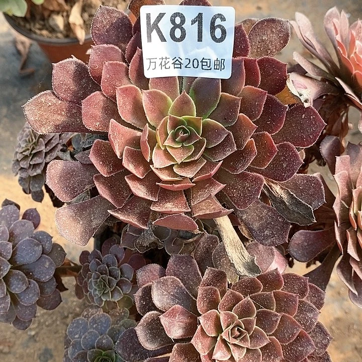 816黑铜壶多肉植物
