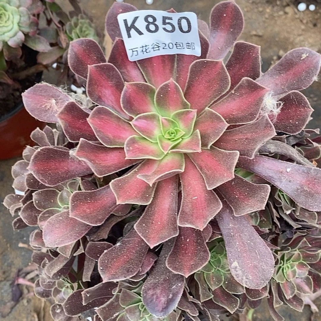 【闪购商品】850花纳
