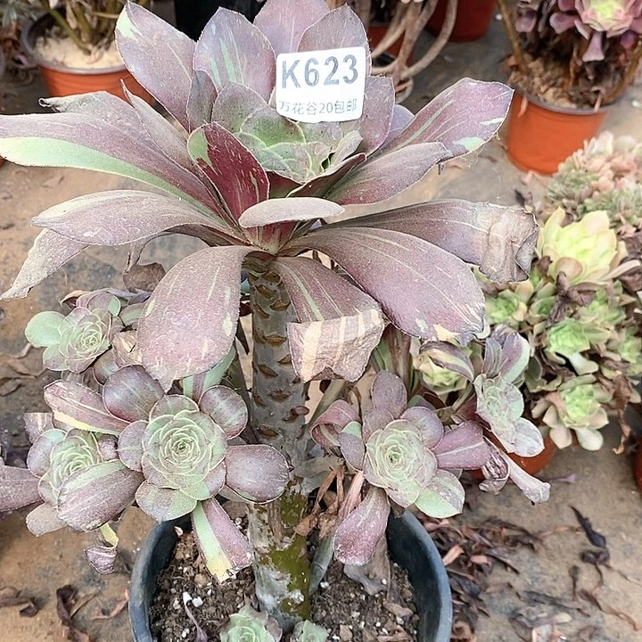 623巫毒拉丝花脸