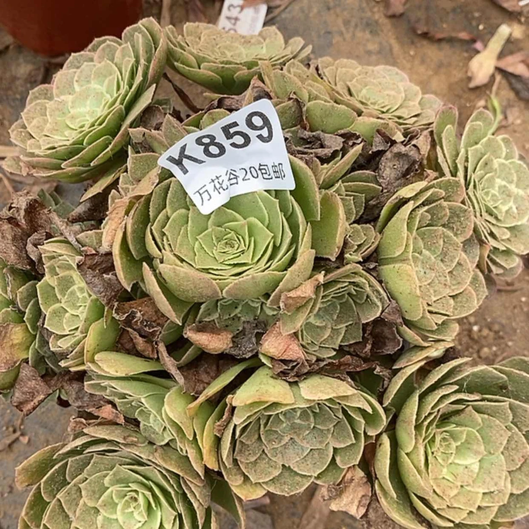 【闪购商品】859西施多肉