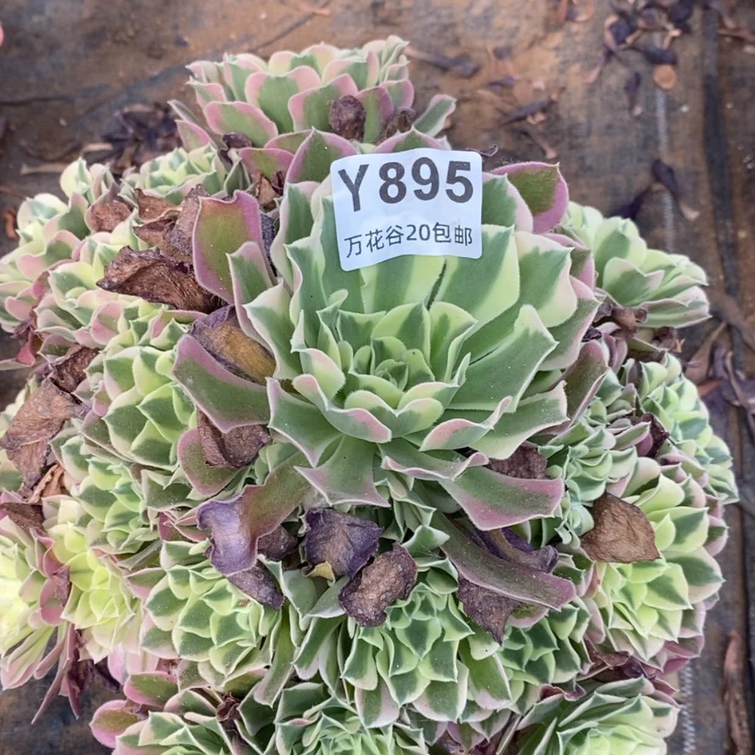 【闪购商品】895白凤