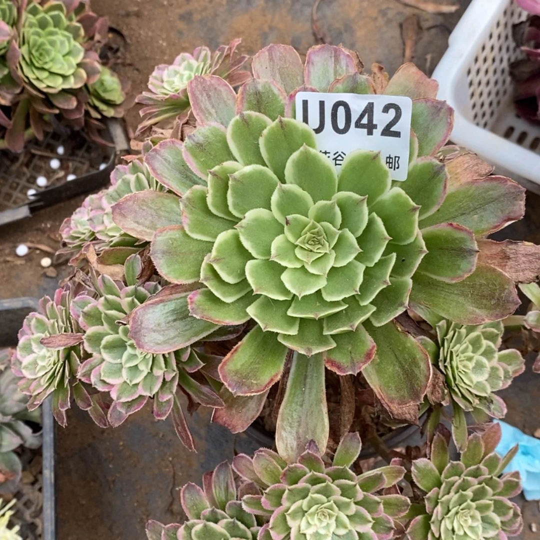 【闪购商品】042粉黛