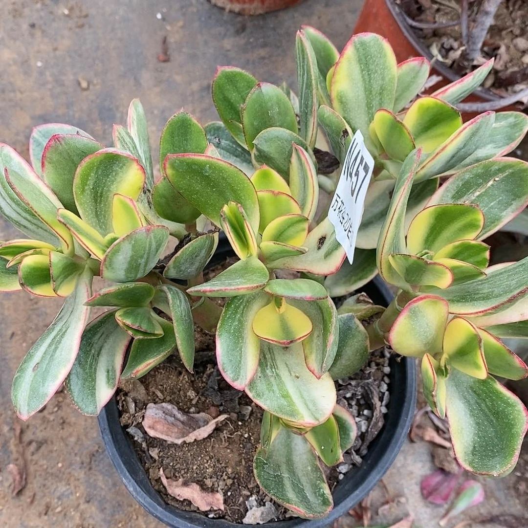 457银花月夜锦多肉植物