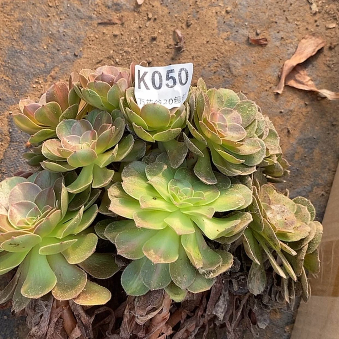 【闪购商品】050抹茶