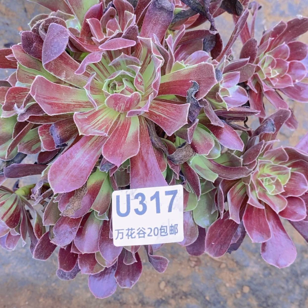 【闪购商品】317欧若拉