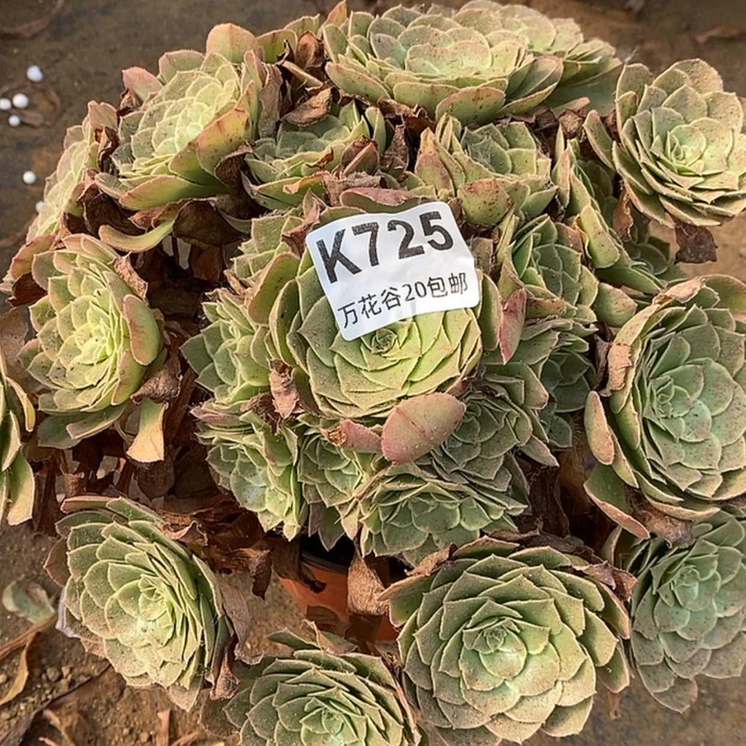 【闪购商品】725西施