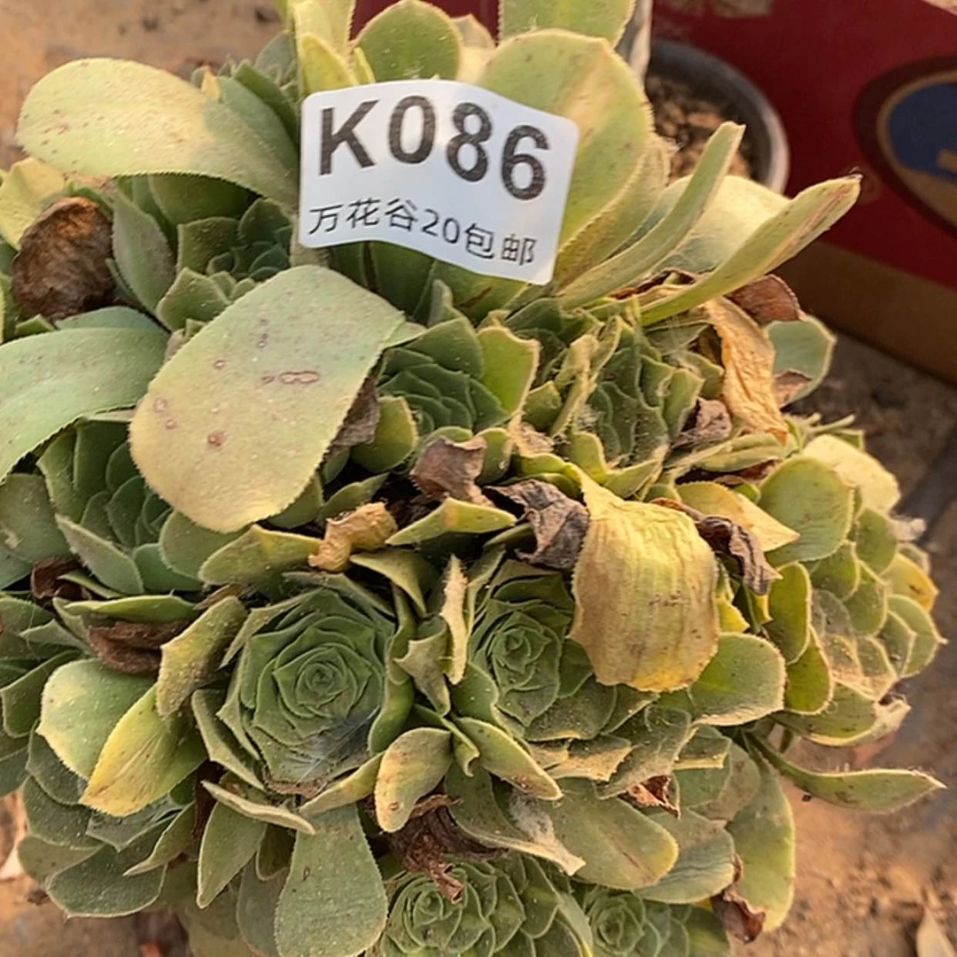 【闪购商品】086绿羊绒阴阳多肉