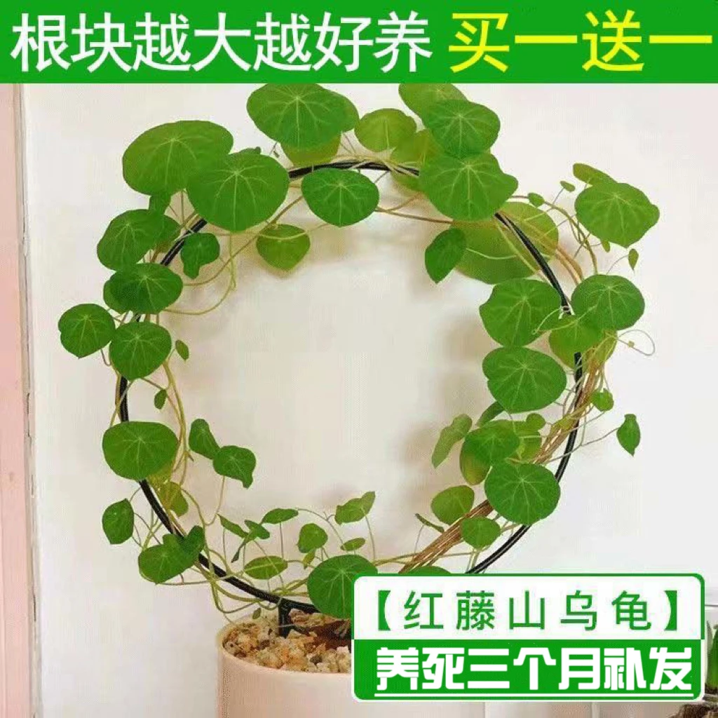 山乌龟 红藤圆叶庭院爬藤盆景垂吊室内外桌面懒人水培净化空气