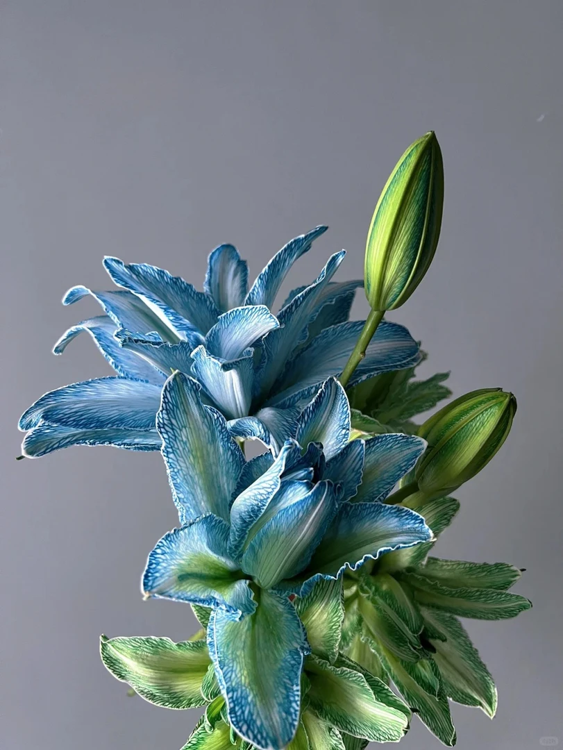 香水百合种球带芽耐寒四季盆栽室内阳台花卉绿植郁金香驱蚊浓香花