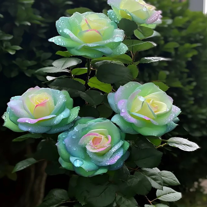 玫瑰花苗新品种【绿盈】老桩盆栽特大花卉绿植物四季开花蔷薇月季