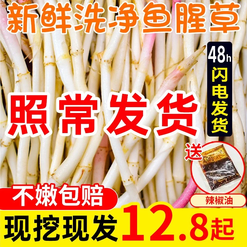 【2025新根】农家自种鱼腥草根 折耳根新鲜 嫩根可凉拌四川贵州菜