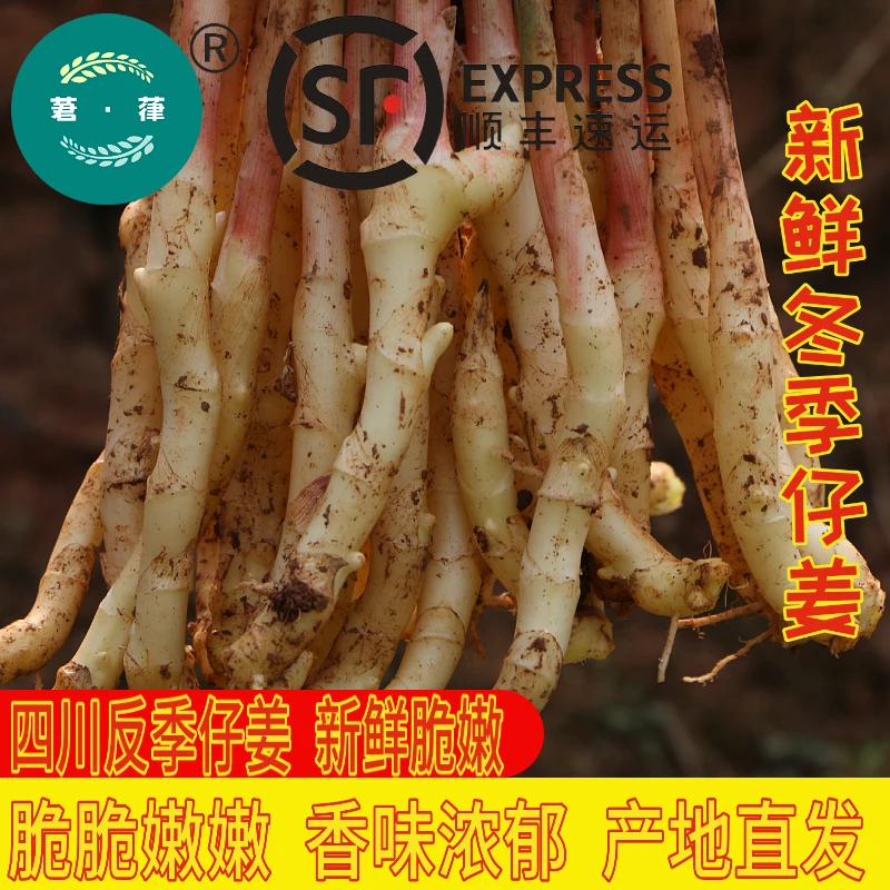 【 顺丰快递  四川新鲜仔姜】竹根姜嫩姜仔姜嫩姜子姜0.5/1/3/4/5斤