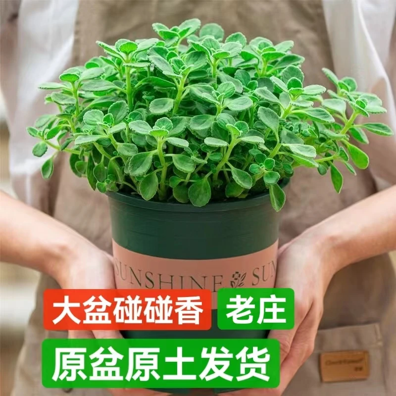 大盆碰碰香一抹香盆栽浓香型绿植可食用客厅阳台驱蚊驱虫驱蚊植物