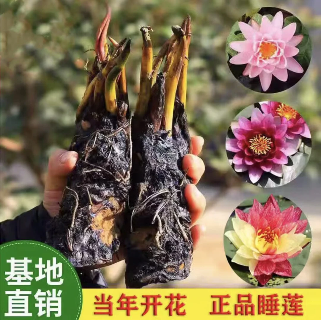 睡莲根块种球带芽水生水培植物花卉