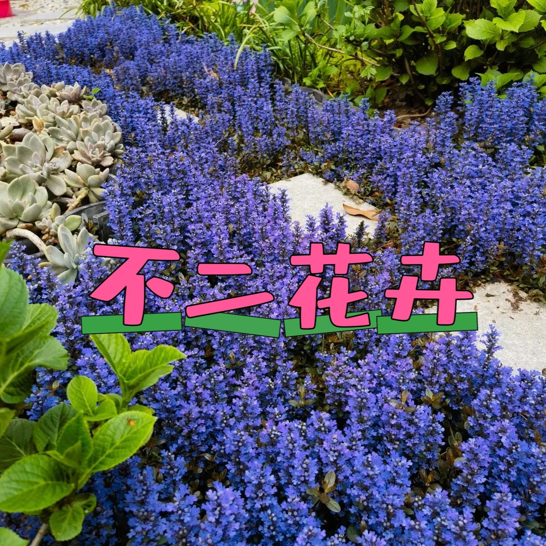 姬十二单筋骨草耐寒开花地被四季常绿